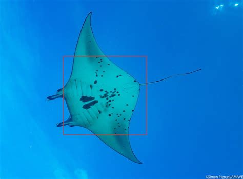 Exploring the ecological role of Hawaii's manta rays as filter feeders